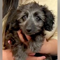 『仕事が忙しいから』と生後3ヶ月で手放された犬→愛してくれる家族と出会い…感動的な『第二の犬生のスタート』に反響「幸せに」「おめでとう」