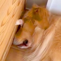 大型犬が眠っていたら、壁の隙間から『何者か』が…まさかの『可愛すぎる正体』が813万再生「目と鼻狙ってて草」「見事なちょっかいｗ」と絶賛