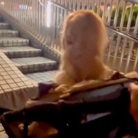 大型犬の散歩中、道が封鎖されていたので『歩道橋を渡ろうとした』結果…まさかの『過酷すぎる光景』が78万再生「降りる気なくて草」「可愛い」
