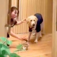 初めて『リングドッグ』に任命された大型犬→結婚式場のドアが開いた瞬間…想像以上の『お仕事っぷり』が186万再生「最高」「サービス満点」