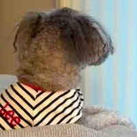 『飼い主を亡くした犬』を引き取った結果→いつも窓際で…涙腺崩壊する『切ない光景』が23万再生「大事に育てられたんだね」「幸せになって」