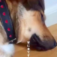 人を怖がり、玄関で寝ていた元保護犬…3週間後→別犬かと思うほどの『まさかの変化』が話題「馴染んでる」「寄り添ってて可愛い」と6万再生
