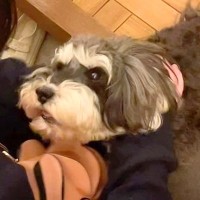 『犬が１歳の頃まで一緒だった元同居人』と再会した結果…思った以上だった『感動の光景』に23万再生「気持ち伝わってくる」「勢い凄いｗ」
