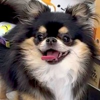 犬と一緒に買い物→『おもちゃコーナー』で立ち止まってしまい…絶対に買うしかない『ずるすぎる光景』が11万再生「貢いじゃうｗ」「心得てる」