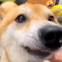 犬がいる職場で『退勤したスタッフ』が帰ってきたら…想定外の展開で見せた『熱烈大歓迎』が10万再生「大好きなんだ」「かわいい」と絶賛