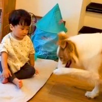 芸の練習をする賢い犬→動きを見た『小さな男の子』が、次の瞬間…思わず悶絶する『まさかの行動』が11万再生「兄弟の絆」「計算のない仕草」