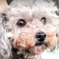 5歳までケージで生きた『元繁殖犬』→人の温もりを知らずに…嘘のような『現在の光景』が51万再生「涙が止まらない」「幸せ溢れてる」と感動