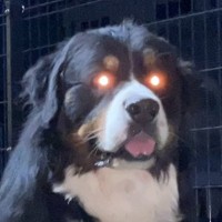 『同時に倒さないと復活するタイプのやつ』お座りする2頭の大型犬→溢れ出る『強敵感』に7万いいね「同時に撫でないと…」「おやつは偶数」