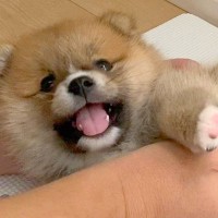 『タヌキのような見た目の赤ちゃん犬が…』3年後→想定外だった『成長ビフォーアフター』に5万いいね「たぬきできつねで犬」「最高」と絶賛