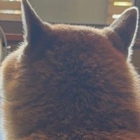 『犬が背中を向けている』と思ったら…飼い主を監視する『斬新すぎる方法』に14万いいね集まる「アイコンみたいｗ」「使いこなしてて草」と爆笑