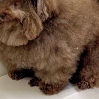 お風呂が苦手な犬→『入れられる』と気づいた瞬間に…絶望感が漂う『まさかの表情』が473万表示「人減すぎるｗ」「魂抜けてて草」と爆笑の声