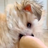 同棲中のカップルが『犬を飼い始めた』結果→うるさくて外で飼おうと…予想外な『衝撃の光景』が447万再生「いい判断だｗ」「偉くて草」と反響