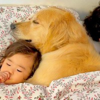 女の子とパパが寝ようとしたら、大型犬も『一緒に寝たい』とおねだりしてきて…少し切ない『まさかの光景』が33万再生「パパｗ」「愛溢れてる」