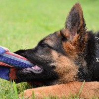 犬が飼い主の『服を引っ張る』ときの理由3つ　取るべき対処法からやめさせる方法まで