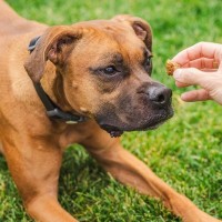 犬が反応しやすい『ワード』4選　愛犬は飼い主の言葉を理解しているの？ポジティブな意味で記憶させる方法とは