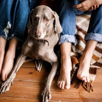 『冷静沈着な犬』の特徴4選　おとなしいワンコの共通点やお世話のポイントまで解説