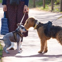 『内弁慶な性格の犬』特徴5選　内気なワンコになる要因やコミュニケーション能力を高める方法まで