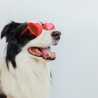 犬も『恋愛』することがあるの？行動の変化や好き嫌いの感情を見分ける方法まで