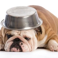 犬がご飯の器を『ひっくり返す』ときの心理3つ　困った行動の理由からやめさせるための改善策まで