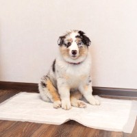 犬の『おしっこ』一日に何回が正常？何度もトイレに行く理由や考えられる病気まで