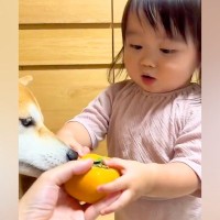 2歳の女の子に初めて『柿』をあげた結果→あまりの美味しさに驚愕して…可愛すぎる『まさかの行動』が109万再生「目つきがガチ」「犬の顔ｗ」