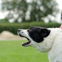 その「吠え」…改善の鍵は「お留守番練習」にあった！犬が吠える理由と対策を現役ドッグトレーナーが徹底解説