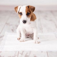 愛犬がトイレをうまくできない理由…実は『原因』があるかも？【現役ドッグトレーナーが解説】