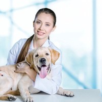 もしものときに慌てないために。愛犬の「老い」と向き合う介護の始め方