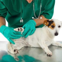 愛犬の足の痛み、手術後の回復を早めるヒミツ！「理学療法」ってなに？