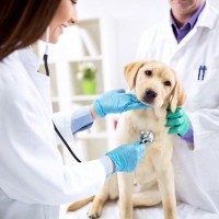 えっ、元気でも行くの？犬の健康診断を「定期的に受けるべき」本当の理由