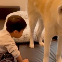 テレビを見ている小さな男の子→なぜか『秋田犬』が目の前で…まさかの『嫌がらせ』が84万再生「絶対わかってやってる」「俺を見ろ感ｗ」と反響