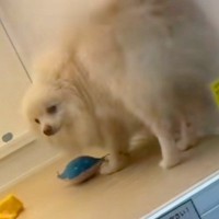 一番目立っていたのに『売れ残っていた犬』→気になって何度も通い、飼った結果…涙あふれる『素敵な光景』に感動「覚悟が伝わった」「泣ける」