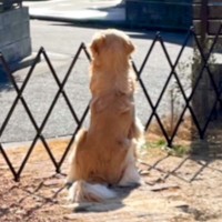 『パパが…帰ってこない』父が海外へ→寂しがる大型犬と『3ヶ月ぶりの再会』を果たして…思わずもらい泣きする光景が38万再生「幸せ過ぎる」