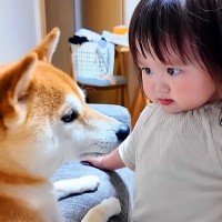 部屋をお片付けする1歳の女の子→なぜか犬にブチギレて…怒っている『まさかの理由』とカワイイ光景が41万再生「ガン飛ばしてるｗ」と反響