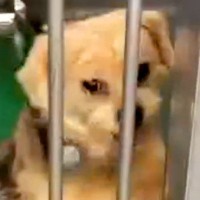 『殺してくれ』と施設に持ち込まれ、捨てられた犬→別の飼い主に助けられ…涙が出る『1年半後の光景』に反響「頑張ったね」「胸が苦しくなる」