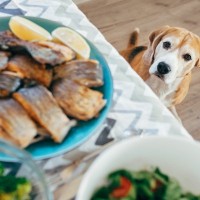 犬が『急死』してしまう絶対NG行為5選　異変をいち早く察知する方法や突然死の前兆まで