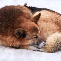 犬の『しっぽ』が持っている役割4つ　意外と知らない働きから感情サインの見分け方まで
