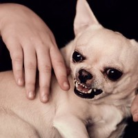 犬が『撫でられるのを避ける』ときの心理4つ　逃げてしまう理由から正しいスキンシップの方法まで