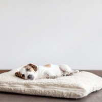 犬が『寝ぼけている』ときにやりがちな行動6つ　かわいい仕草の理由や注意してあげたいこと