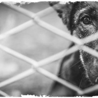 犬の里親になる前に備えておくべき『4つの心得』　飼い主に必要な覚悟や幸せに過ごすための配慮まで