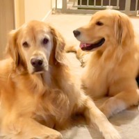 お友達のことが大好きな大型犬→顔を近づけると…あまりにも切ない『一方通行な愛』が17万再生「表情の差がありすぎｗｗ」「人間みたい」と絶賛