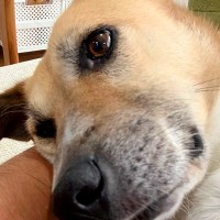 朝、いつもと違う行動をする犬→心配で病院へ行ってみたら…宣告された『まさかの病名』に2万いいね集まる「重症ですね…」「うちもですｗ」