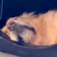 爆睡中の大型犬の『名前を呼んだ』瞬間…まるでお笑い芸人？『想像以上のリアクション』が19万再生「顔ーｗｗ」「電車の中で見たらあかんやつ」