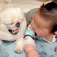 赤ちゃんが『犬と一緒に寝転がった』結果…言葉がなくても通じ合う『尊い光景』が50万再生「テレパシーで会話してる」「最高」現在のふたりも
