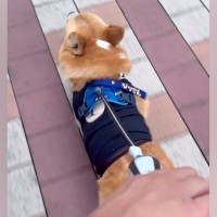 ママと並んでお散歩中の犬→こっそりパパに交代した結果…気付いた瞬間の『あからさますぎる態度の違い』が80万再生「最高ｗｗ」「可哀想で草」