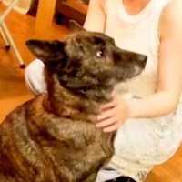 家族以外には懐かない甲斐犬→『小さい頃に遊んでくれた人』に会った結果…予想外な『まさかの行動』が10万再生「覚えてるんだ…」「賢すぎる」