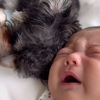 お昼寝中に赤ちゃんが大泣き→すぐ隣で寝ていた犬が…まさかの『寝かしつけ方』が尊いと話題　仲睦まじい様子に思わずほっこり