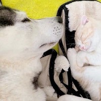 子猫と一緒に寝るハスキー犬→起きた瞬間『子猫がいない、家出した』と勘違いして…『必死すぎる光景』が279万再生「親子みたい」現在の様子も