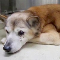 家族が亡くなり、絶望する『寝たきりの保護老犬』…『一緒に帰ろう』と連れて帰った結果→嘘のような『涙の光景』が13万再生「鳥肌立った…」