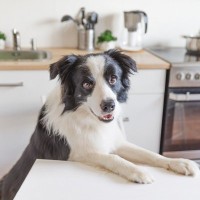 犬が『高い所』に乗ろうとする4つの心理　好みやすい理由や安全な環境づくりのポイント